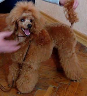 Dog Photo