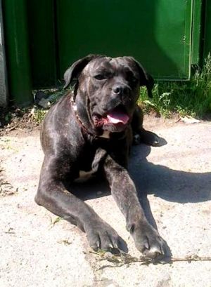 Dog Photo