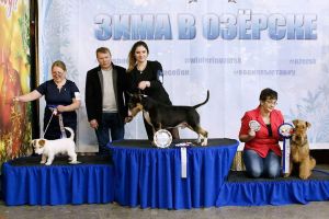 Dog Photo