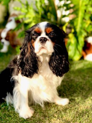 Dog Photo