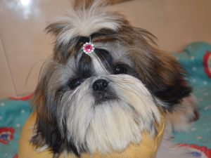 Dog Photo