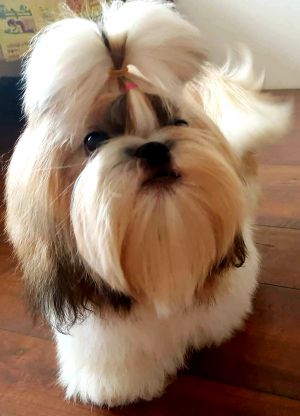 Dog Photo