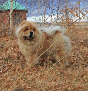 Dog Photo