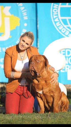 Dog Photo