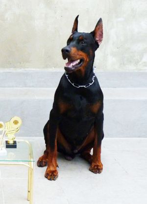 Dog Photo