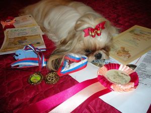 Dog Photo