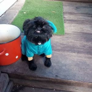Dog Photo