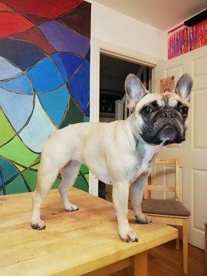 Dog Photo