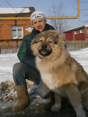 Dog Photo