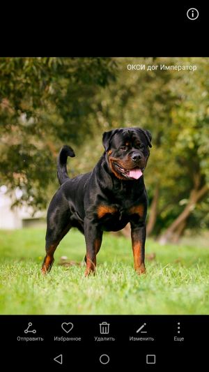 Dog Photo