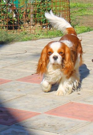 Dog Photo