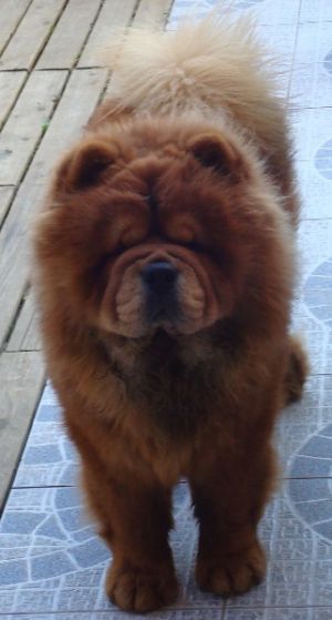 Dog Photo