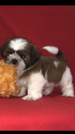 Dog Photo