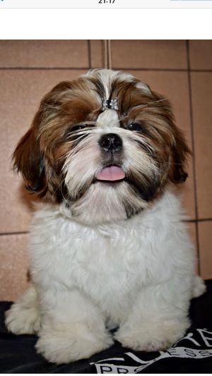 Dog Photo