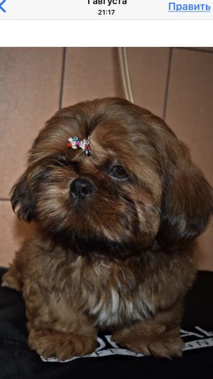Dog Photo