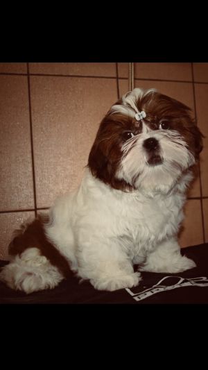 Dog Photo
