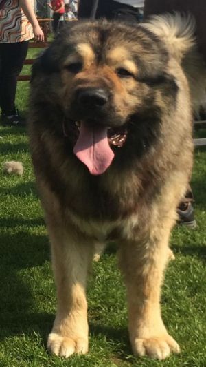 Dog Photo