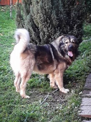 Dog Photo