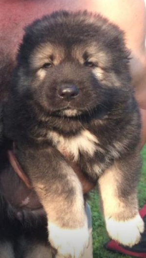 Dog Photo