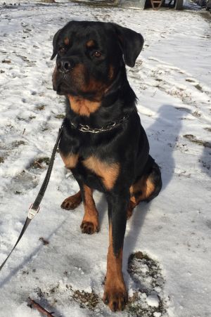 Dog Photo