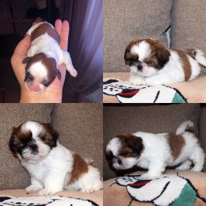 Dog Photo