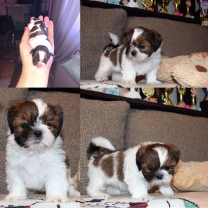 Dog Photo