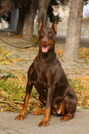 Dog Photo