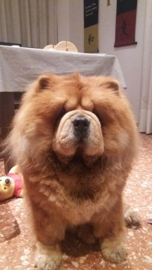Dog Photo