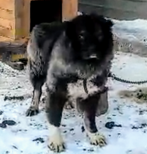 Dog Photo