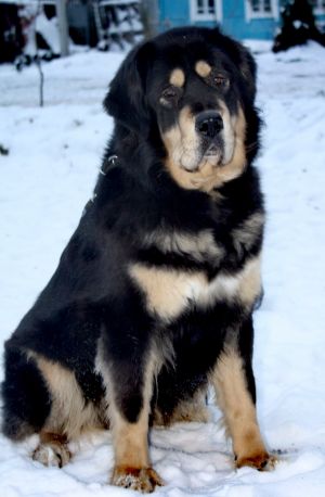 Dog Photo