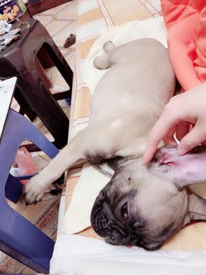 Dog Photo
