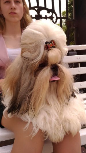 Dog Photo