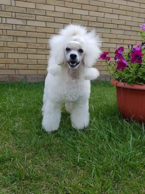 Dog Photo