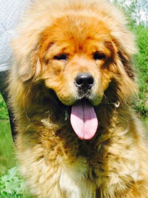 Dog Photo