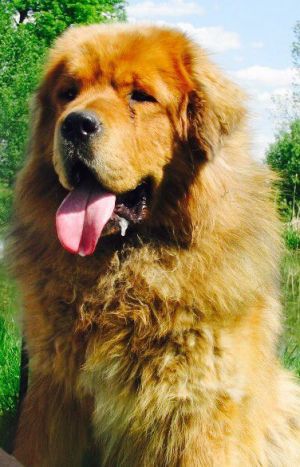 Dog Photo