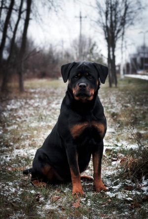 Dog Photo