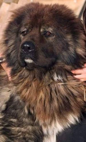 Dog Photo
