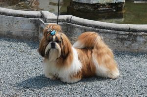 Dog Photo