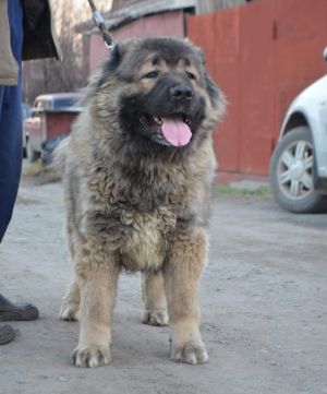 Dog Photo