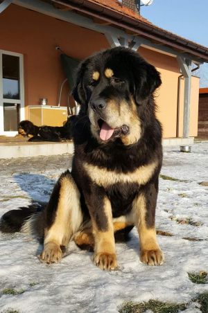 Dog Photo