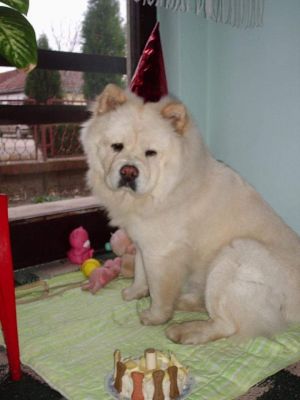 Dog Photo