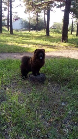Dog Photo