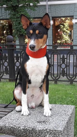 Dog Photo