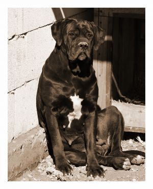 Dog Photo