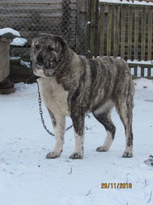 Dog Photo