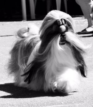 Dog Photo