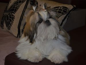 Dog Photo