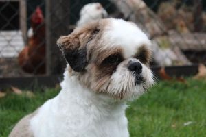 Dog Photo