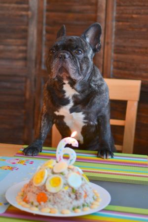 Dog Photo