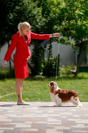 Dog Photo